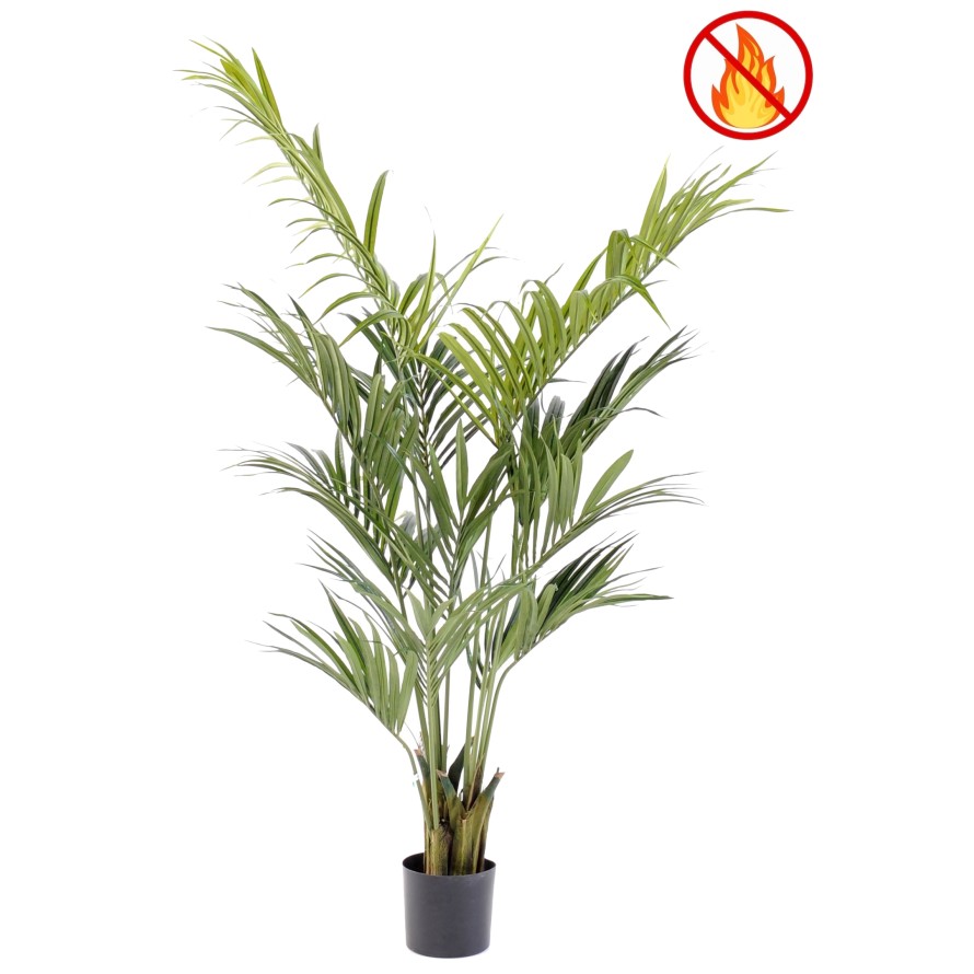 KENTIA PALMERA 190 FR - Resistente al Fuego