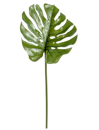 PHILODENDRON MONSTERA TALLO