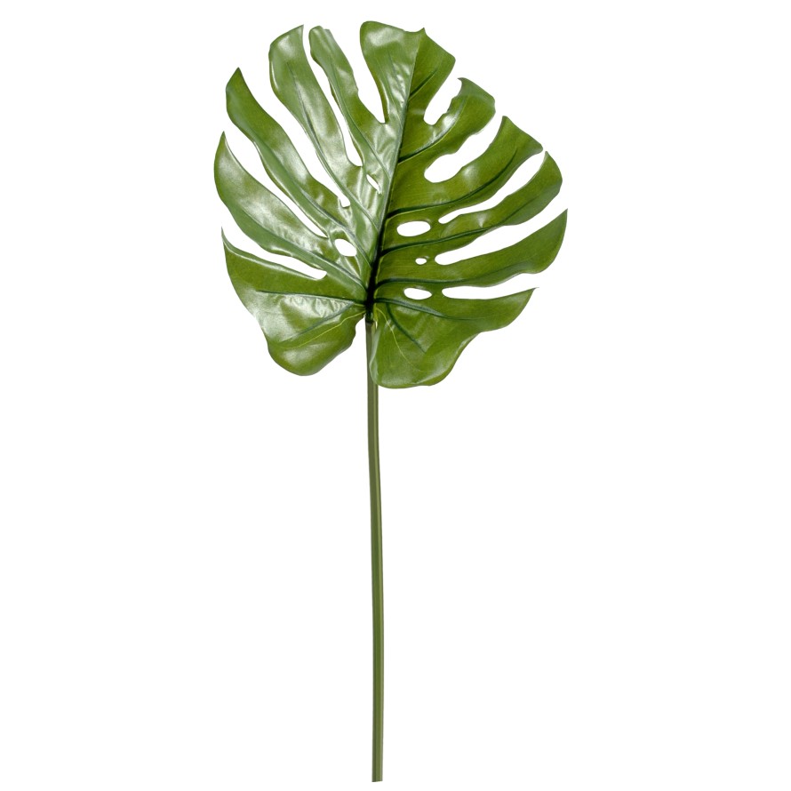 PHILODENDRON MONSTERA TALLO