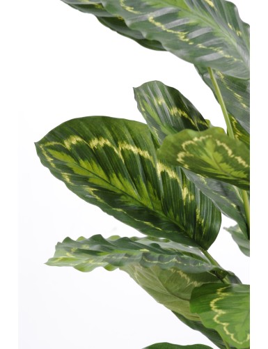 CALATHEA ROSEOPICTA