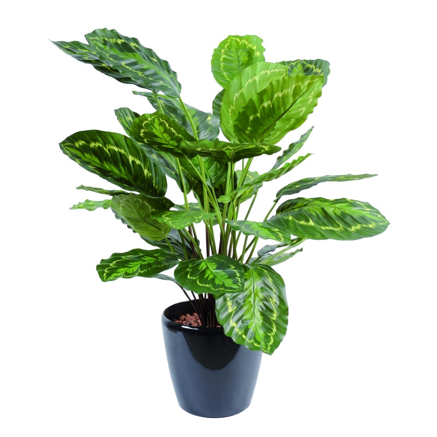 KORBMARANTE ROSEOPICTA