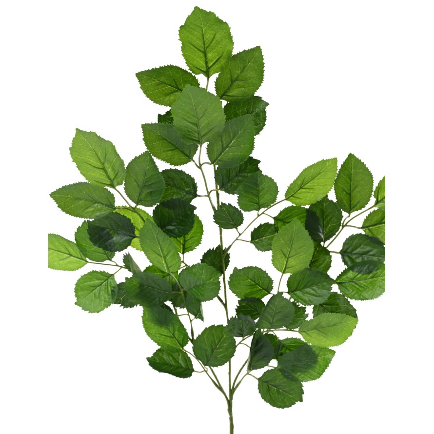 BEECH SPRAY *59