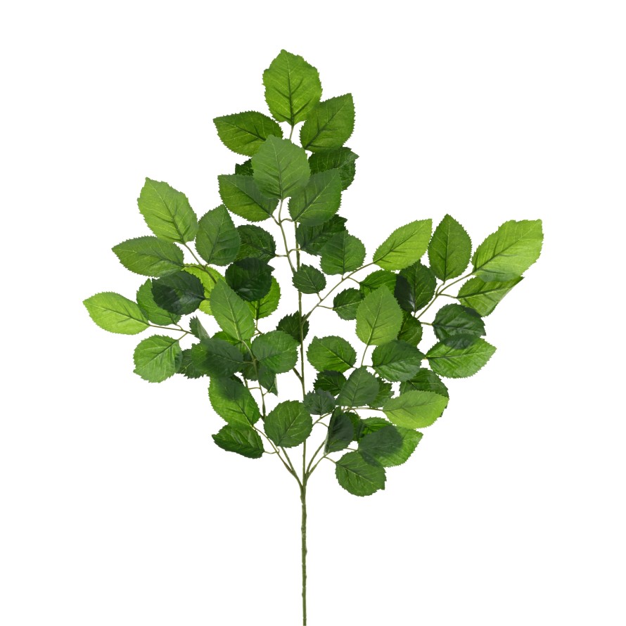 BEECH SPRAY *59