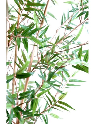 BAMBÚ ORIENTAL NEW
