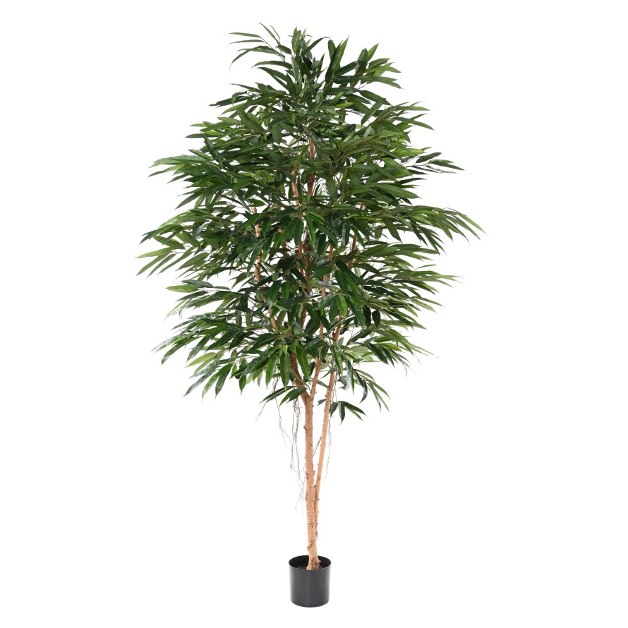 FICUS ALII ROYAL