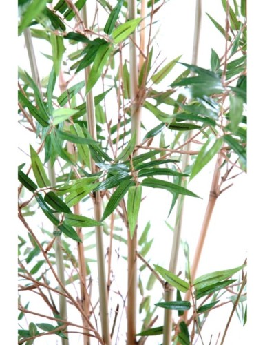 BAMBÚ ORIENTAL NEW