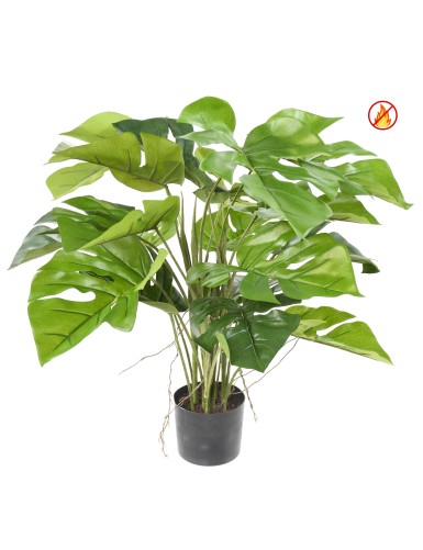 PHILODENDRON MONSTERA EN...