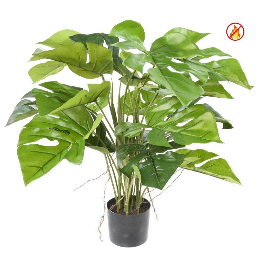PHILODENDRON MONSTERA EN MACETA FR - Resistente al Fuego