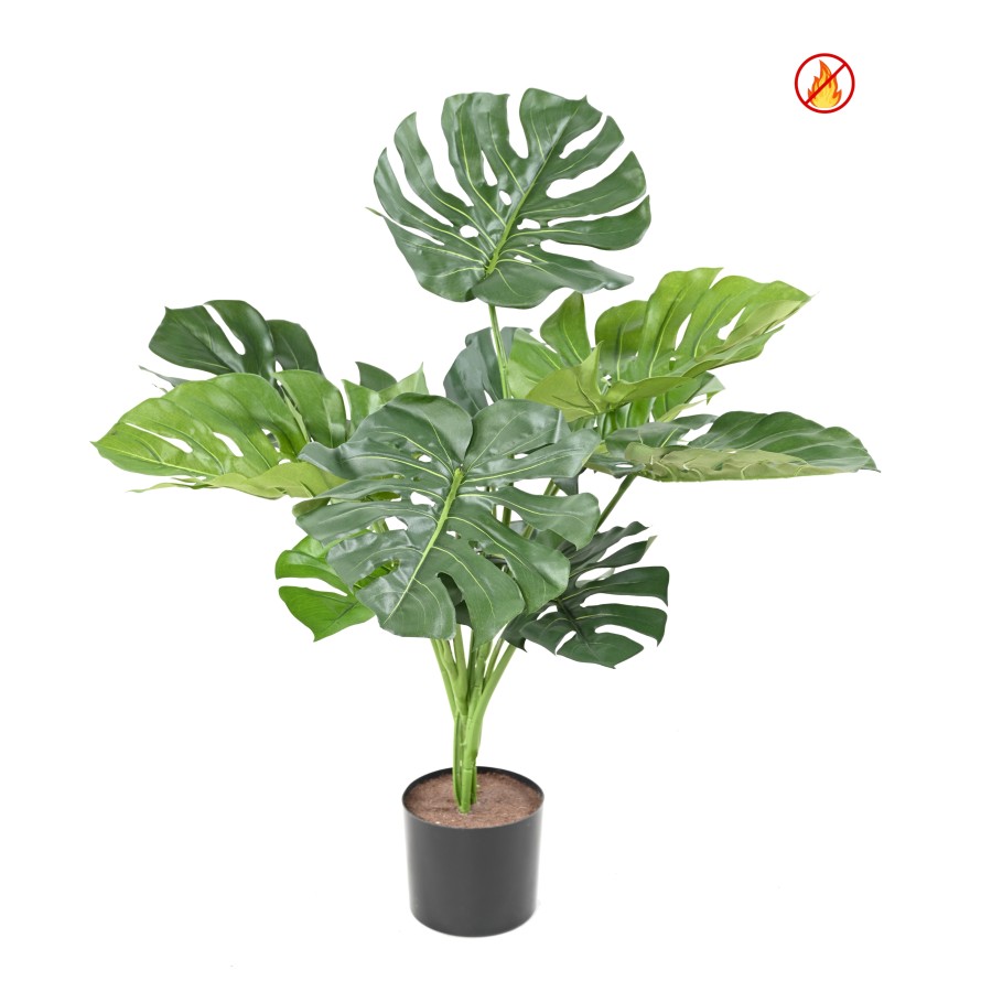 PHILODENDRON MONSTERA GEANT *13 75CM FR - Fire Resistant