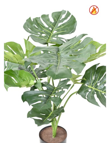 PHILODENDRON GIANT MONSTERA *13 75 cm FR - Feuerbeständig