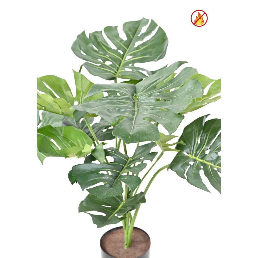 PHILODENDRON MONSTERA GIGANTE *13 75 CM FR - Resistente al Fuego