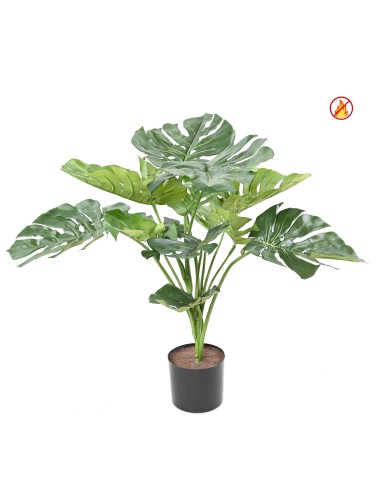 PHILODENDRON MONSTERA GIANT...