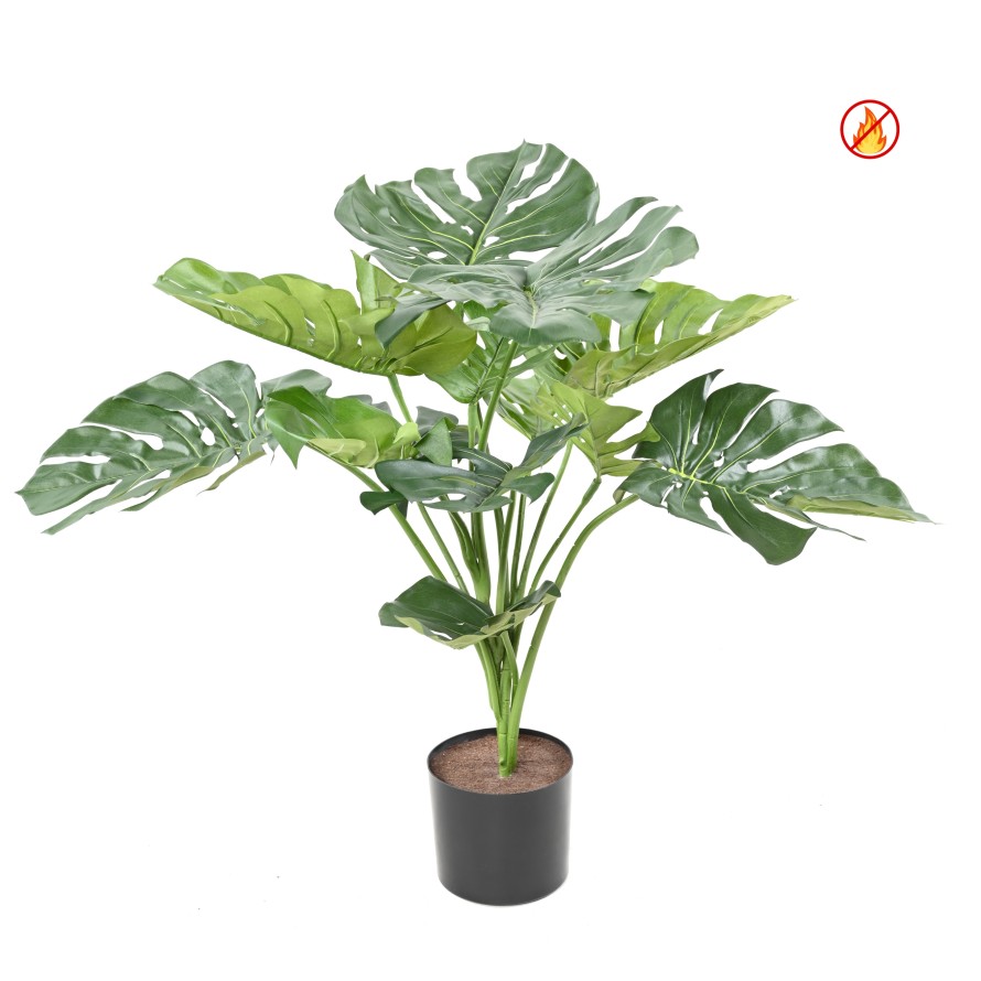 PHILODENDRON MONSTERA GIGANTE *13 75 CM FR - Resistente al Fuego
