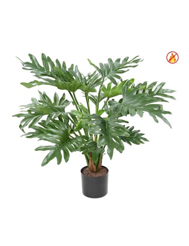 PHILODENDRON SELLOUM FR -...