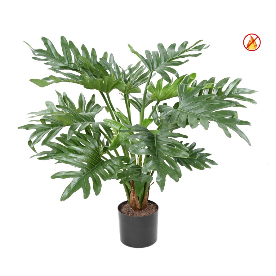 PHILODENDRON SELLOUM FR - Feuerbeständig