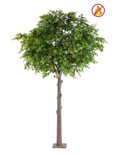 ROBLE CABEZA PLETINA FR –...