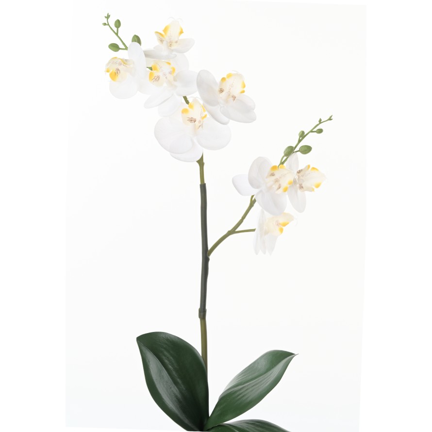 PHALAENOPSIS DOPPELT