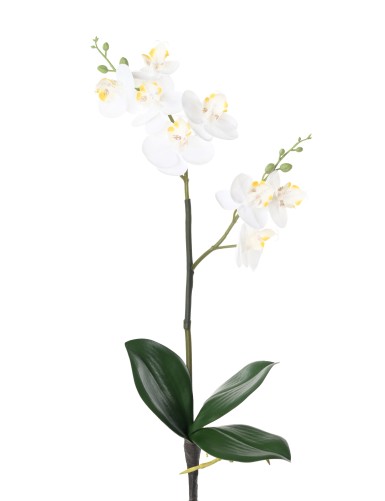 PHALAENOPSIS DOUBLE