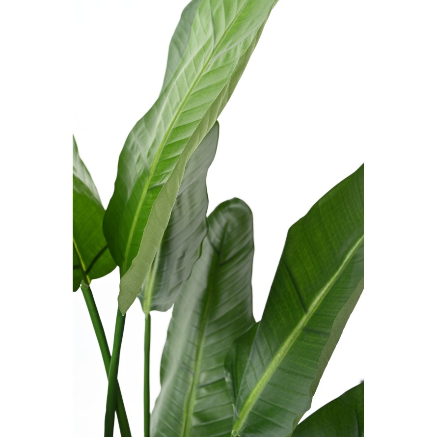 STRELITZIA (Papageienblume) NICOLAI