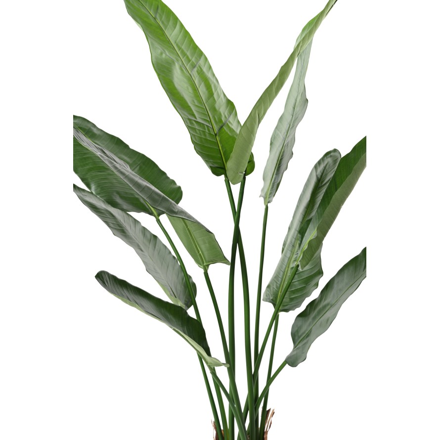 STRELITZIA NICOLAI (Ave del paraíso)
