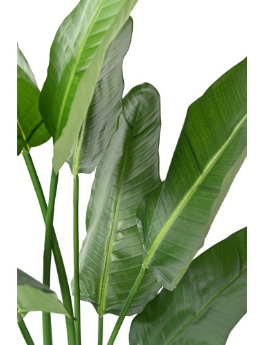 STRELITZIA NICOLAI (Ave del paraíso)