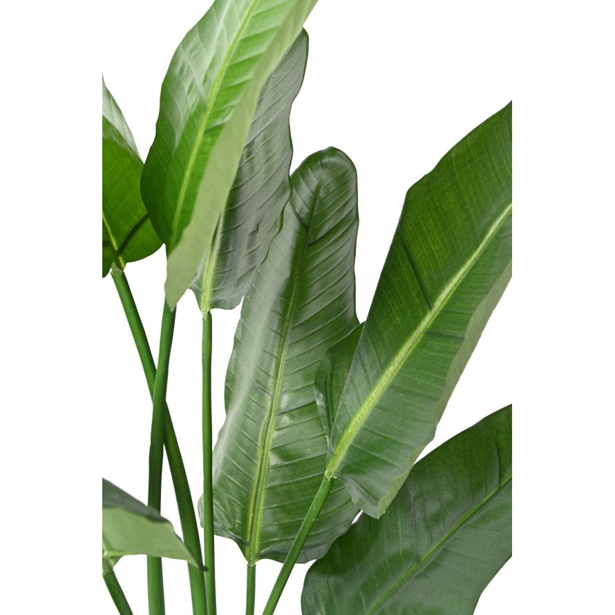 STRELITZIA (Papageienblume) NICOLAI