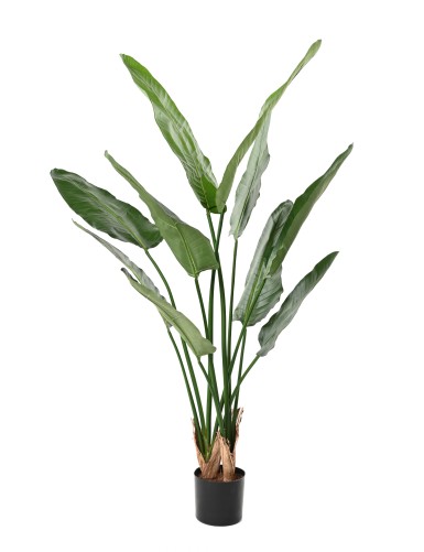 STRELITZIA (Papageienblume)...