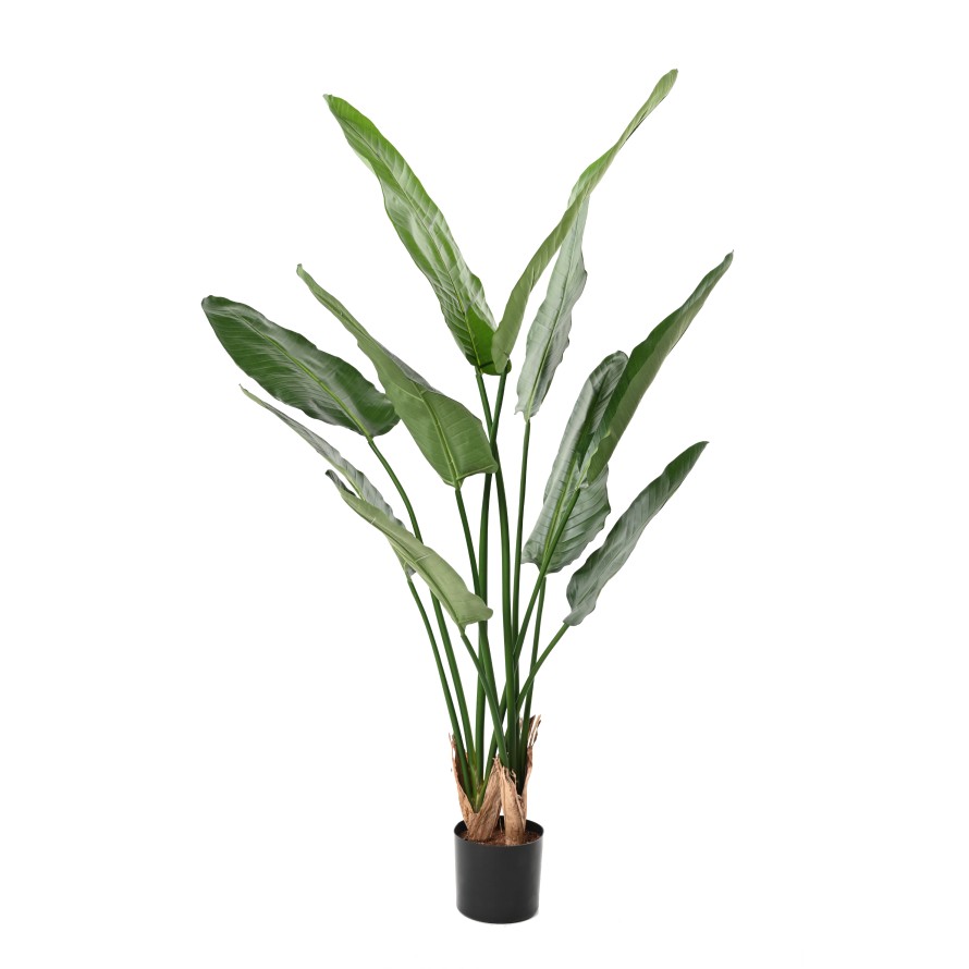 STRELITZIA NICOLAI (Ave del paraíso)