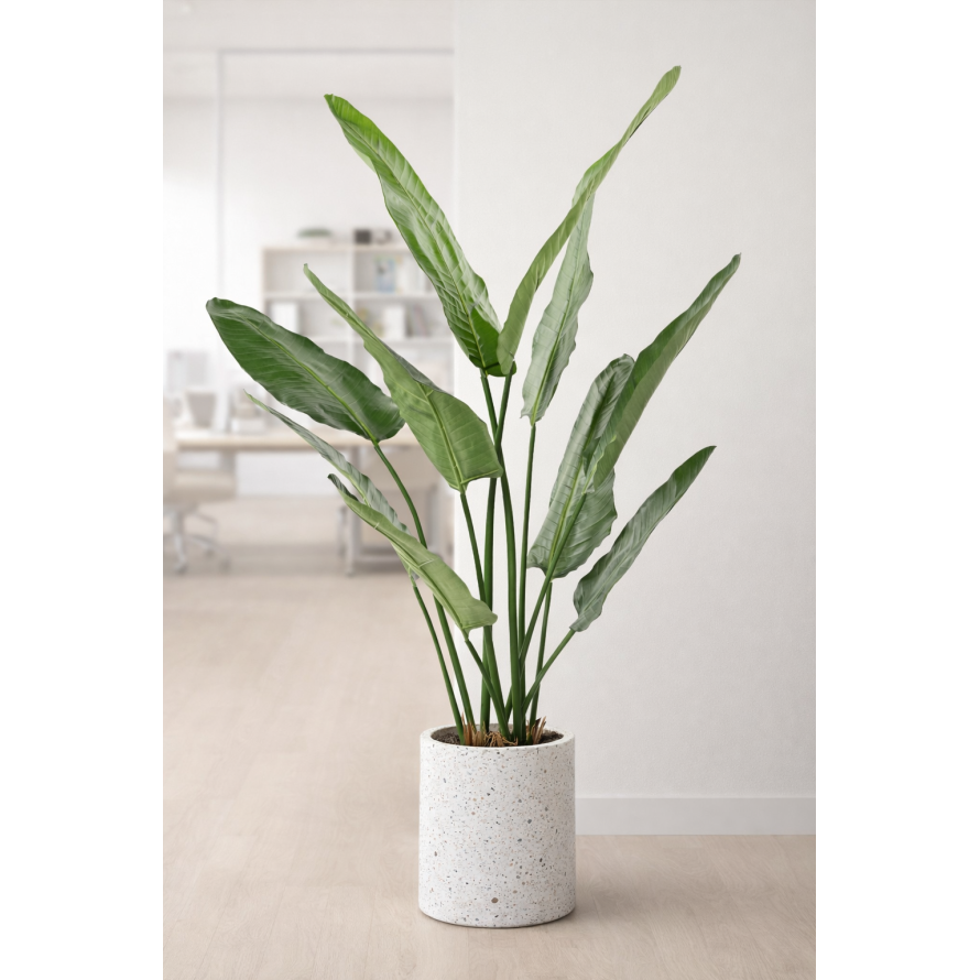 STRELITZIA (Papageienblume) NICOLAI
