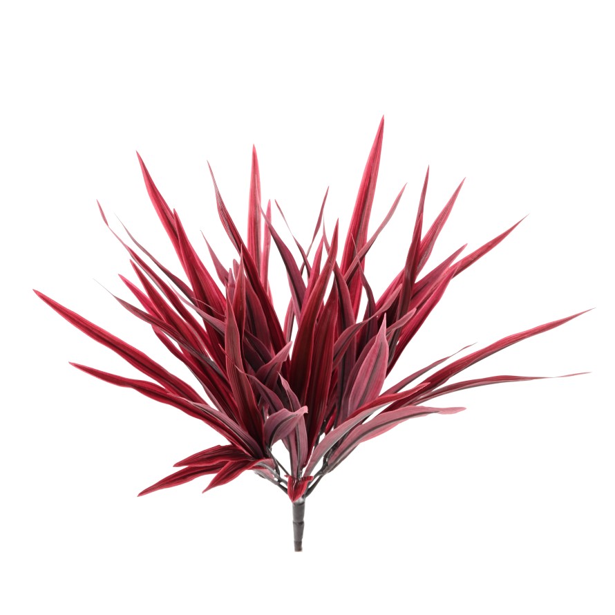 CHLOROPHYTUM BUISSON