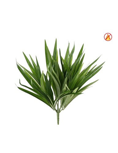 CHLOROPHYTUM BUISSON FR -...