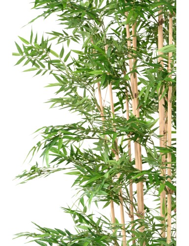 BAMBÚ ORIENTAL