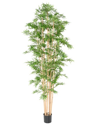 BAMBÚ ORIENTAL