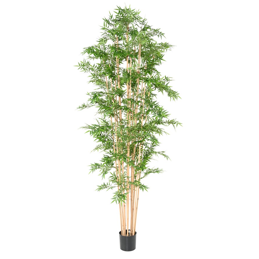 BAMBÚ ORIENTAL