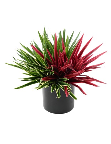 CHLOROPHYTUM BUISSON