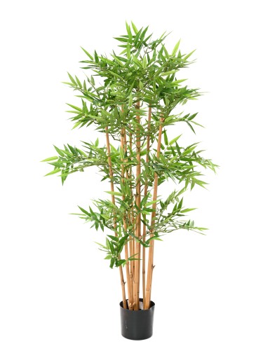 BAMBÚ ORIENTAL