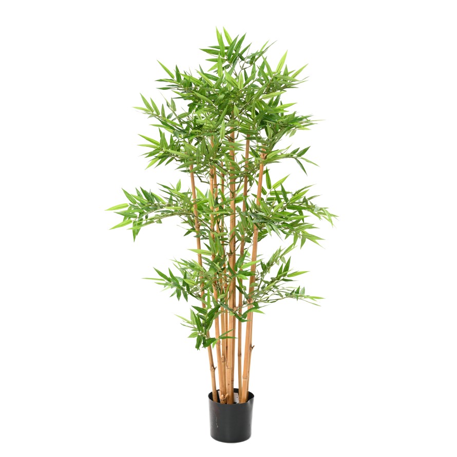 BAMBOO ORIENTAL