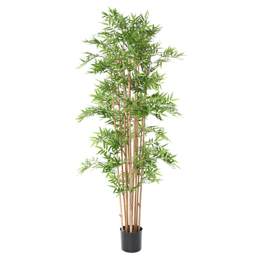 BAMBÚ ORIENTAL
