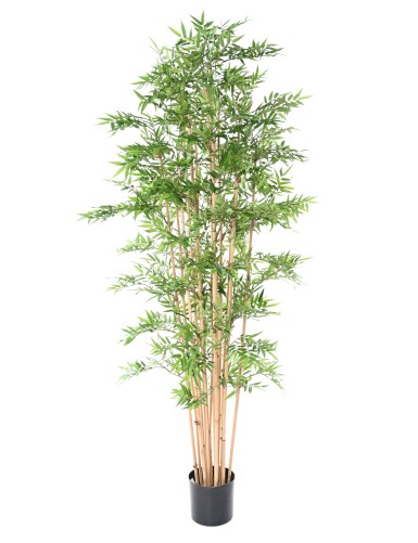 BAMBÚ ORIENTAL