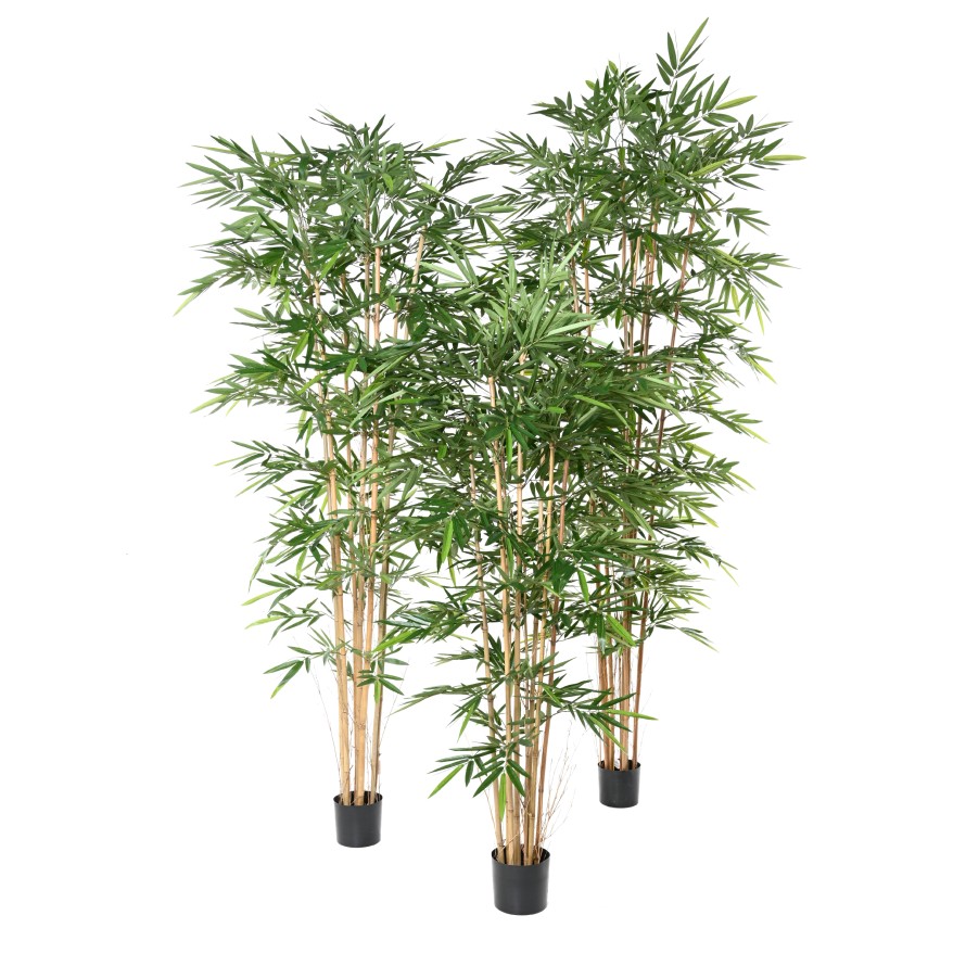BAMBUS NEW