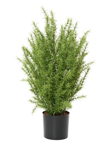 ROMARIN BUISSON 60