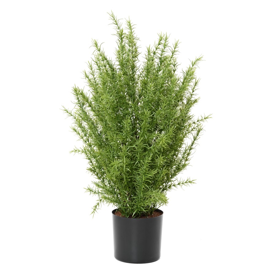 ROMARIN BUISSON 60