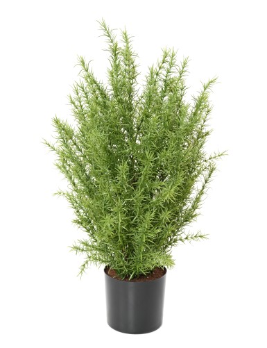 ROSEMARY BUSH 60