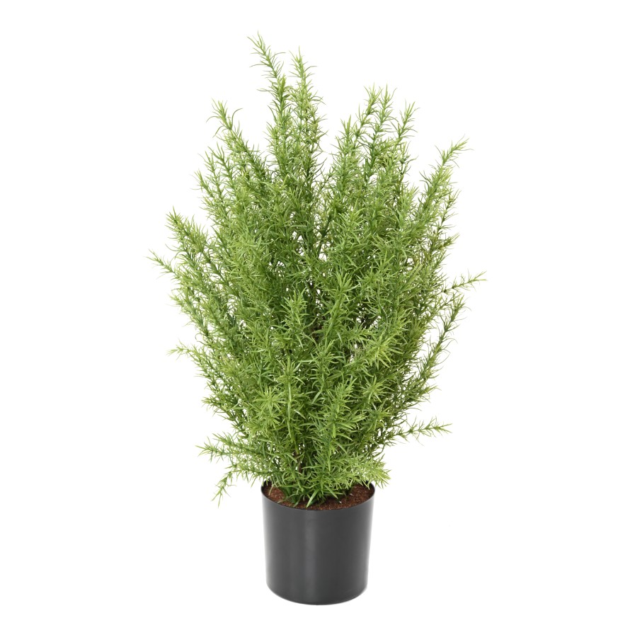 ROMARIN BUISSON 60