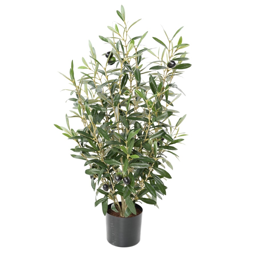 OLIVENBAUM BUSCH 65 IM TOPF