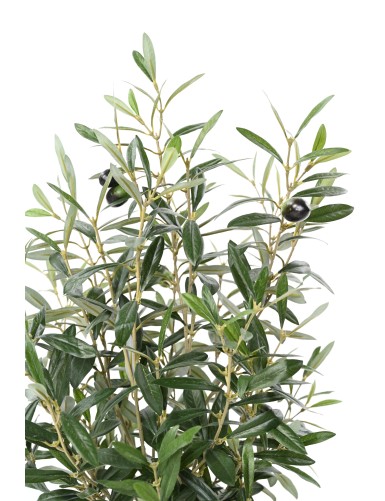OLIVO ARBUSTO 65 maceta