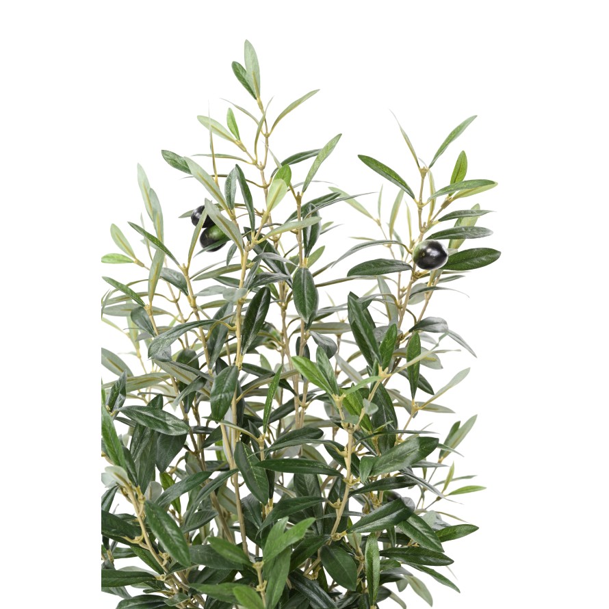 OLIVENBAUM BUSCH 65 IM TOPF