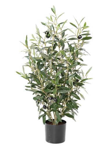 OLIVE BUSH 65 pot