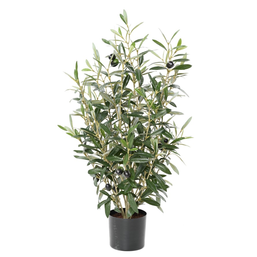 OLIVENBAUM BUSCH 65 IM TOPF