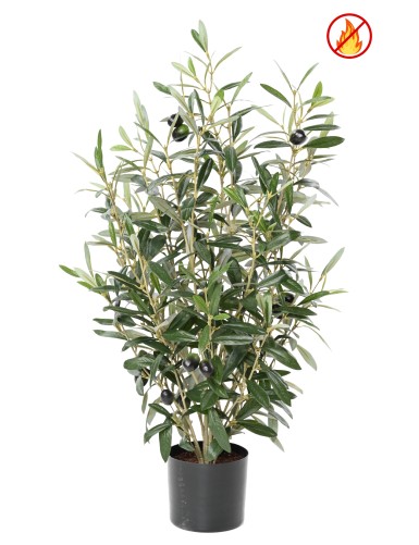 OLIVENBAUM BUSCH 65 IM TOPF...